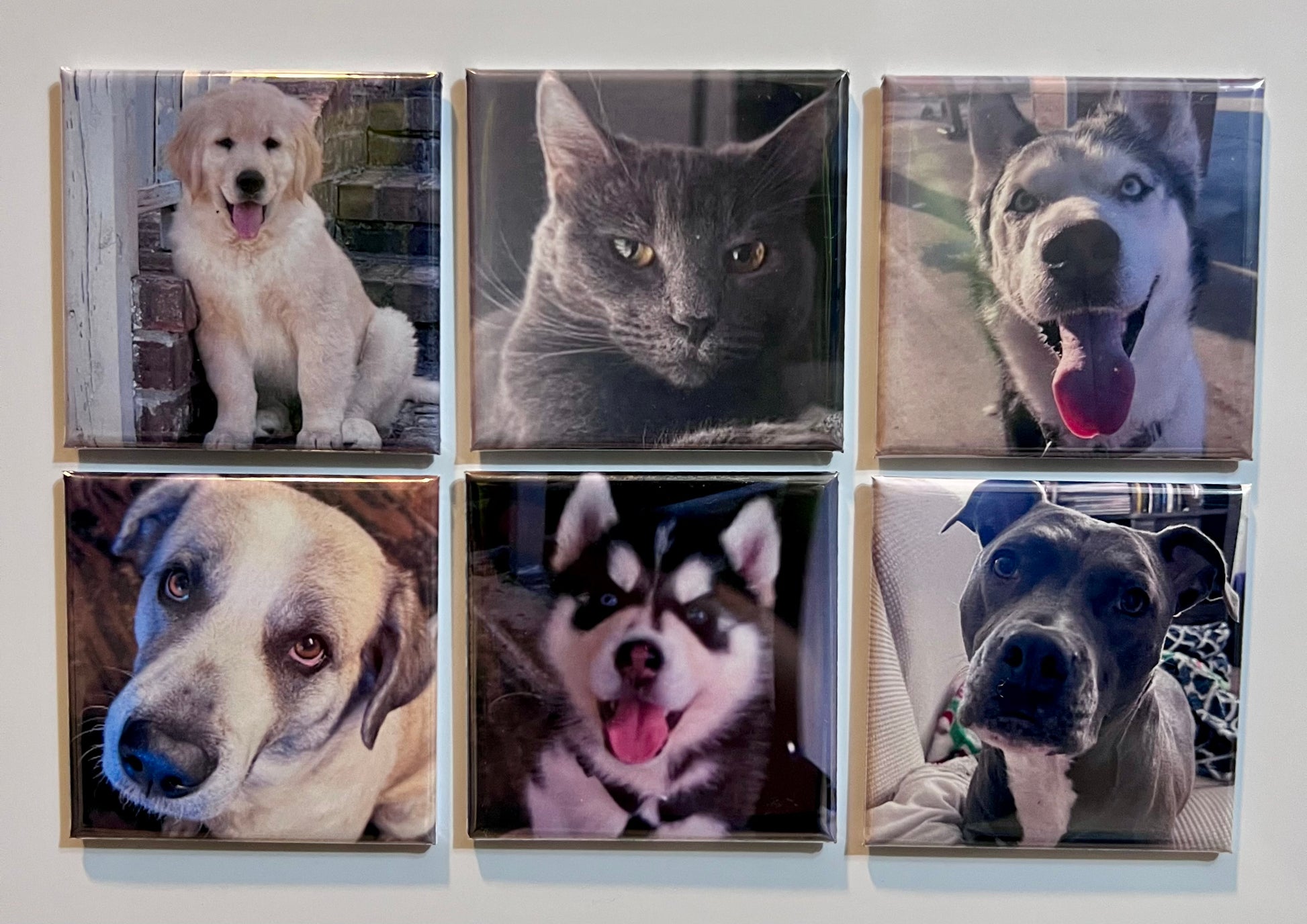 Six photo frames with images of dogs and a cat on a white wall.