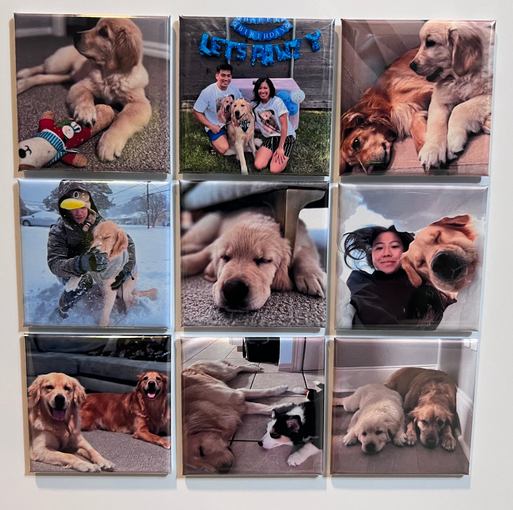 Collage of photos magnets featuring people and dogs in various settings